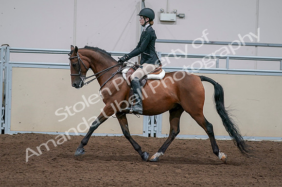 2020 - AB Morgan Horse - Fri, Sept 04 - 05946