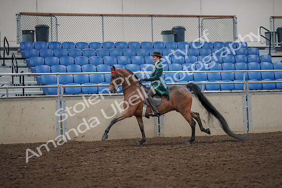 2019 Morgan Horse Show - Aug 30, 2019 - 28033