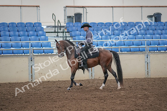 2019 Morgan Horse Show - Aug 31, 2019 - 06034