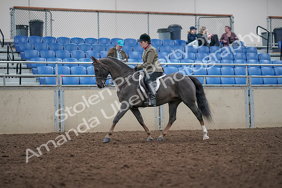 2019 Morgan Horse Show - Aug 31, 2019 - 14737