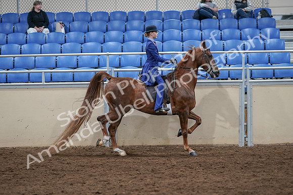 2020 - AB Morgan Horse - Fri, Sept 04 - 05260