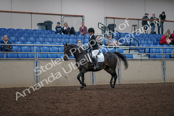 2019 Morgan Horse Show - Aug 31, 2019 - 16643