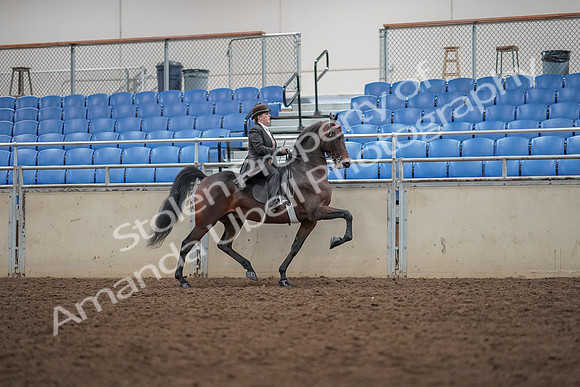 2019 Morgan Horse Show - Aug 30, 2019 - 28076