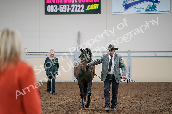 2020 - AB Morgan Horse - Fri, Sept 04 - 08585