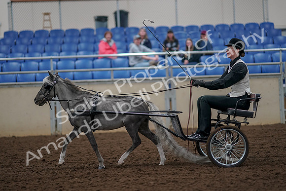2019 Morgan Horse Show - Aug 30, 2019 - 13289