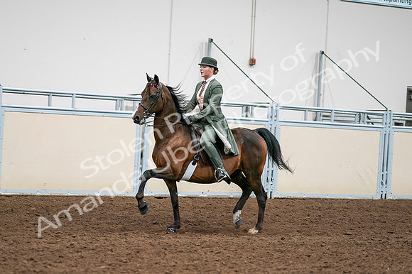 2020 - AB Morgan Horse - Fri, Sept 04 - 03289