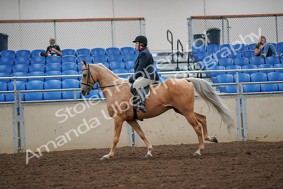 2019 Morgan Horse Show - Aug 30, 2019 - 16327
