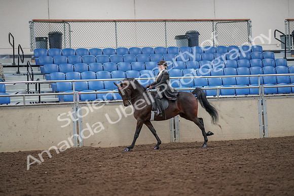 2019 Morgan Horse Show - Aug 30, 2019 - 28011