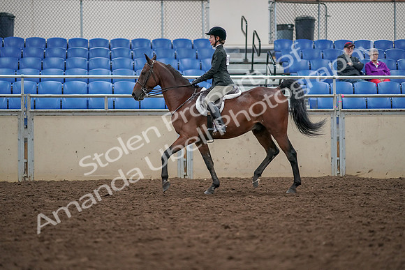 2019 Morgan Horse Show - Aug 30, 2019 - 20270