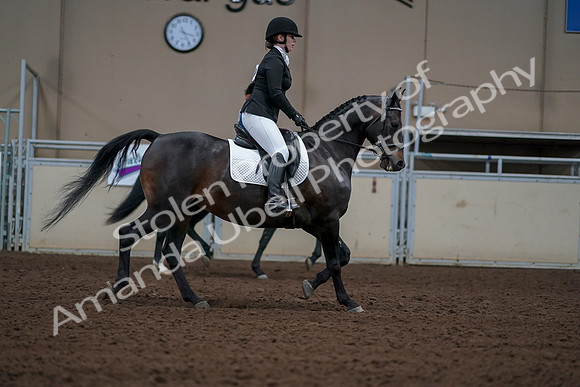 2019 Morgan Horse Show - Aug 30, 2019 - 18490