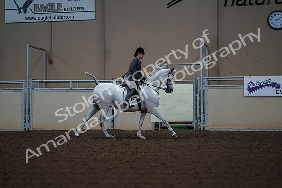 2019 Morgan Horse Show - Aug 30, 2019 - 17625