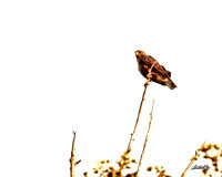 Birds - 015