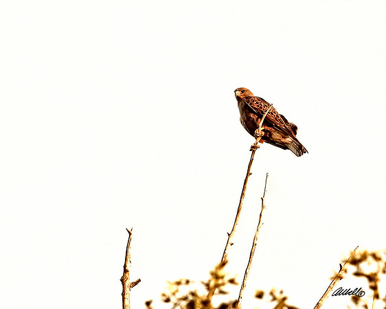 Birds - 015