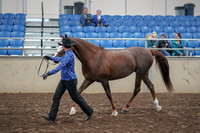 2019 Morgan Horse Show - Aug 31, 2019 - 02917