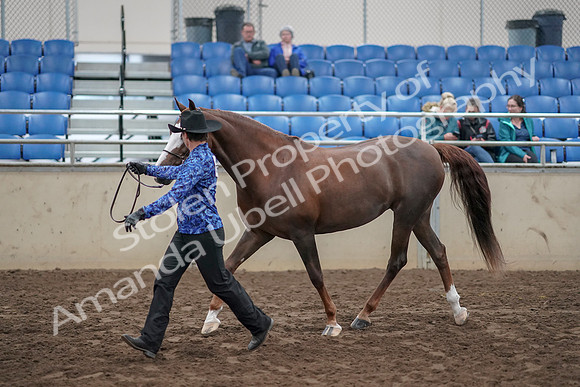2019 Morgan Horse Show - Aug 31, 2019 - 02917
