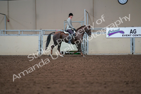 2019 Morgan Horse Show - Aug 30, 2019 - 18494