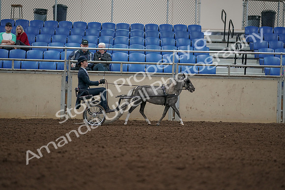 2019 Morgan Horse Show - Aug 31, 2019 - 04530