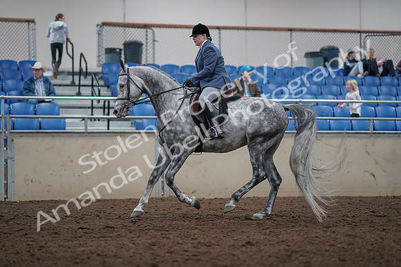 2019 Morgan Horse Show - Aug 31, 2019 - 15038