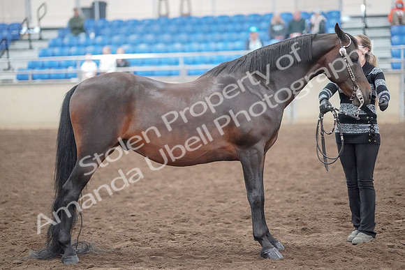2019 Morgan Horse Show - Aug 31, 2019 - 03770