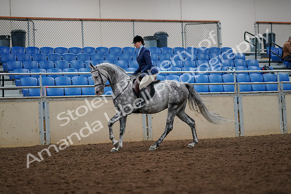 2019 Morgan Horse Show - Aug 30, 2019 - 22385