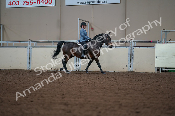2019 Morgan Horse Show - Aug 30, 2019 - 18586