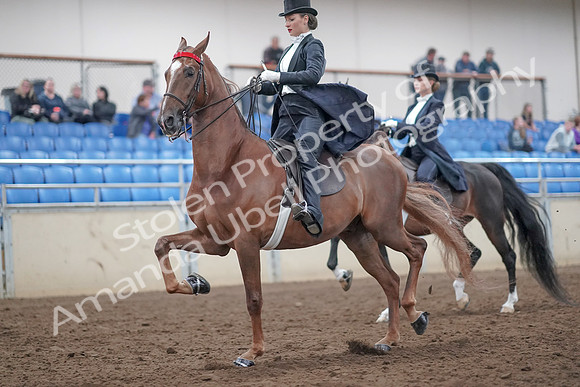 2019 Morgan Horse Show - Aug 31, 2019 - 20529