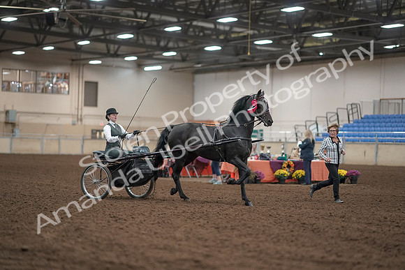 2019 Morgan Horse Show - Aug 31, 2019 - 04799