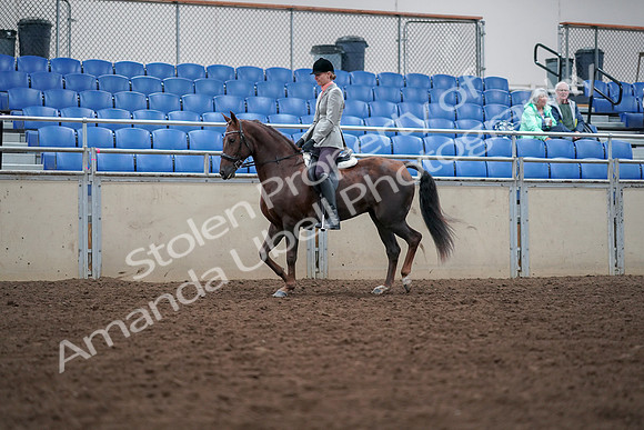 2019 Morgan Horse Show - Aug 30, 2019 - 18333