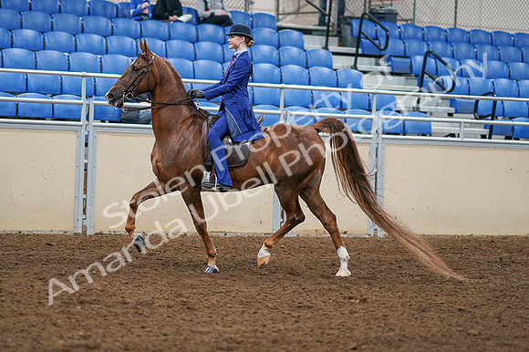 2020 - AB Morgan Horse - Fri, Sept 04 - 04887