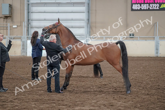 2019 Morgan Horse Show - Aug 31, 2019 - 00890