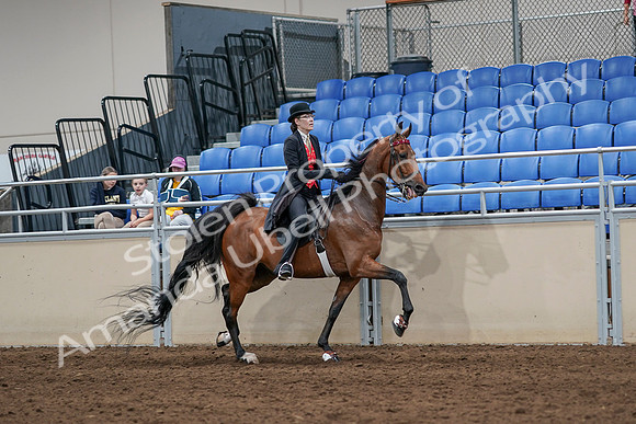 2020 - AB Morgan Horse - Sat, Sept 05 - 06756