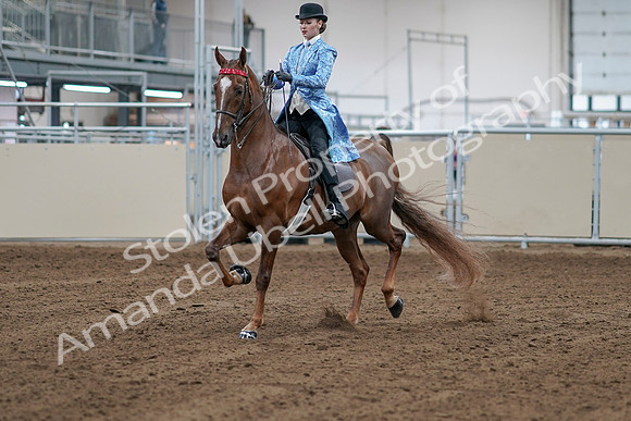 2020 - AB Morgan Horse - Sat, Sept 05 - 06104