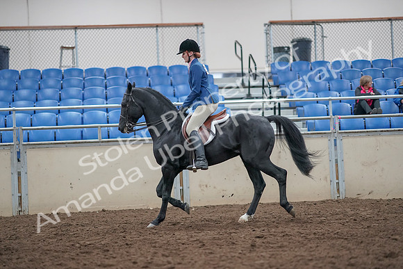2019 Morgan Horse Show - Aug 31, 2019 - 16581