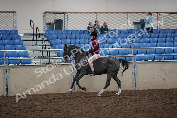 2019 Morgan Horse Show - Aug 30, 2019 - 31300