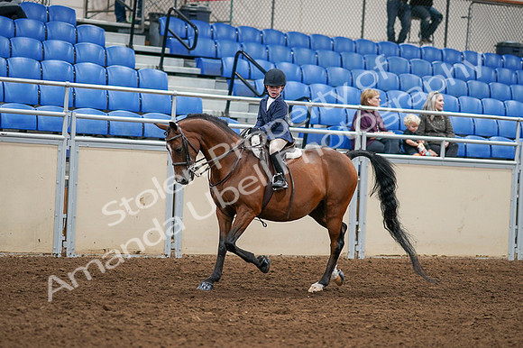2020 - AB Morgan Horse - Fri, Sept 04 - 04481