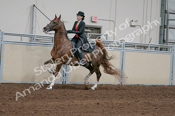 2020 - AB Morgan Horse - Fri, Sept 04 - 09723