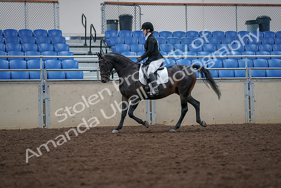 2019 Morgan Horse Show - Aug 30, 2019 - 18395