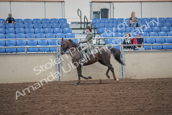 2019 Morgan Horse Show - Aug 30, 2019 - 15601