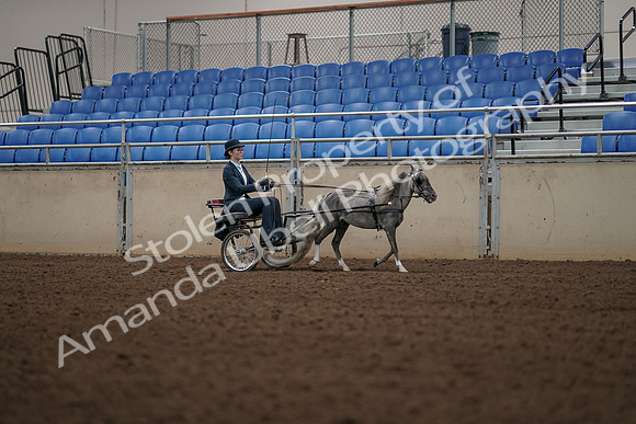 2019 Morgan Horse Show - Aug 31, 2019 - 04504