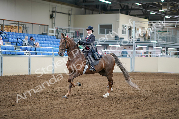 2020 - AB Morgan Horse - Sat, Sept 05 - 06052