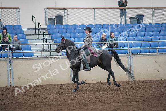 2019 Morgan Horse Show - Aug 31, 2019 - 09478
