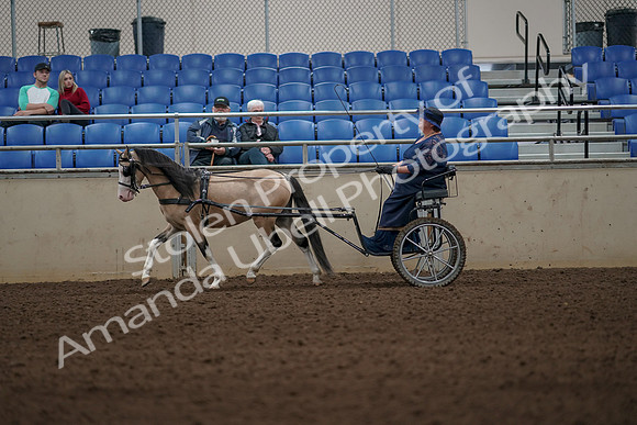 2019 Morgan Horse Show - Aug 31, 2019 - 04294