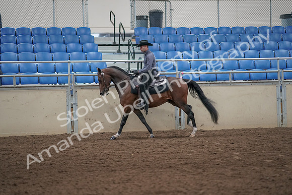 2019 Morgan Horse Show - Aug 31, 2019 - 06101
