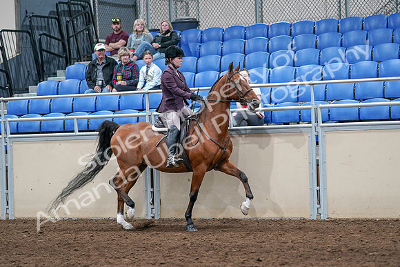 2020 - AB Morgan Horse - Sat, Sept 05 - 03220