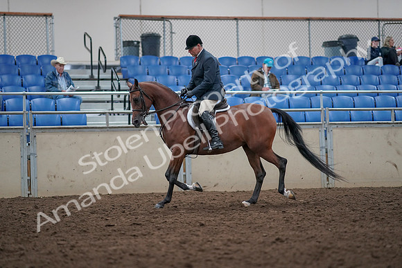 2019 Morgan Horse Show - Aug 31, 2019 - 14710