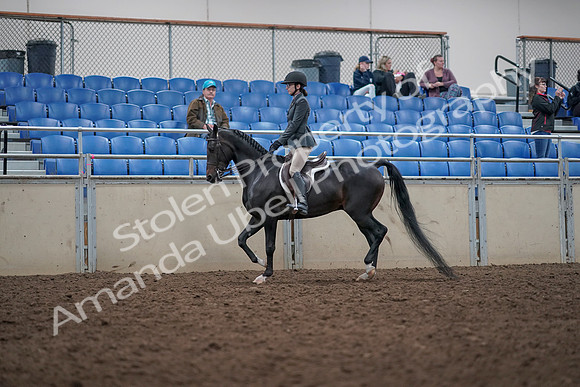 2019 Morgan Horse Show - Aug 31, 2019 - 14684
