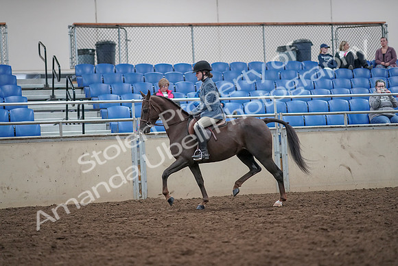 2019 Morgan Horse Show - Aug 31, 2019 - 16616
