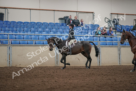 2019 Morgan Horse Show - Aug 31, 2019 - 04925