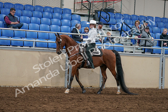 2020 - AB Morgan Horse - Sun, Sept 06 - 07469