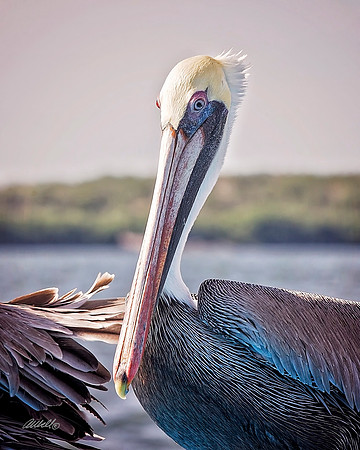 Birds - 177